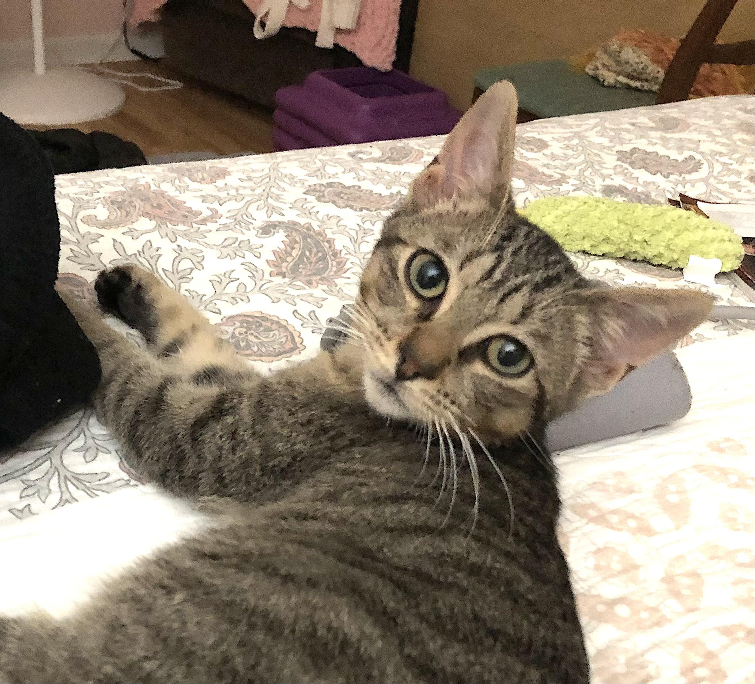 Pepper, ADOPTABLE, Young Male American Shorthair.