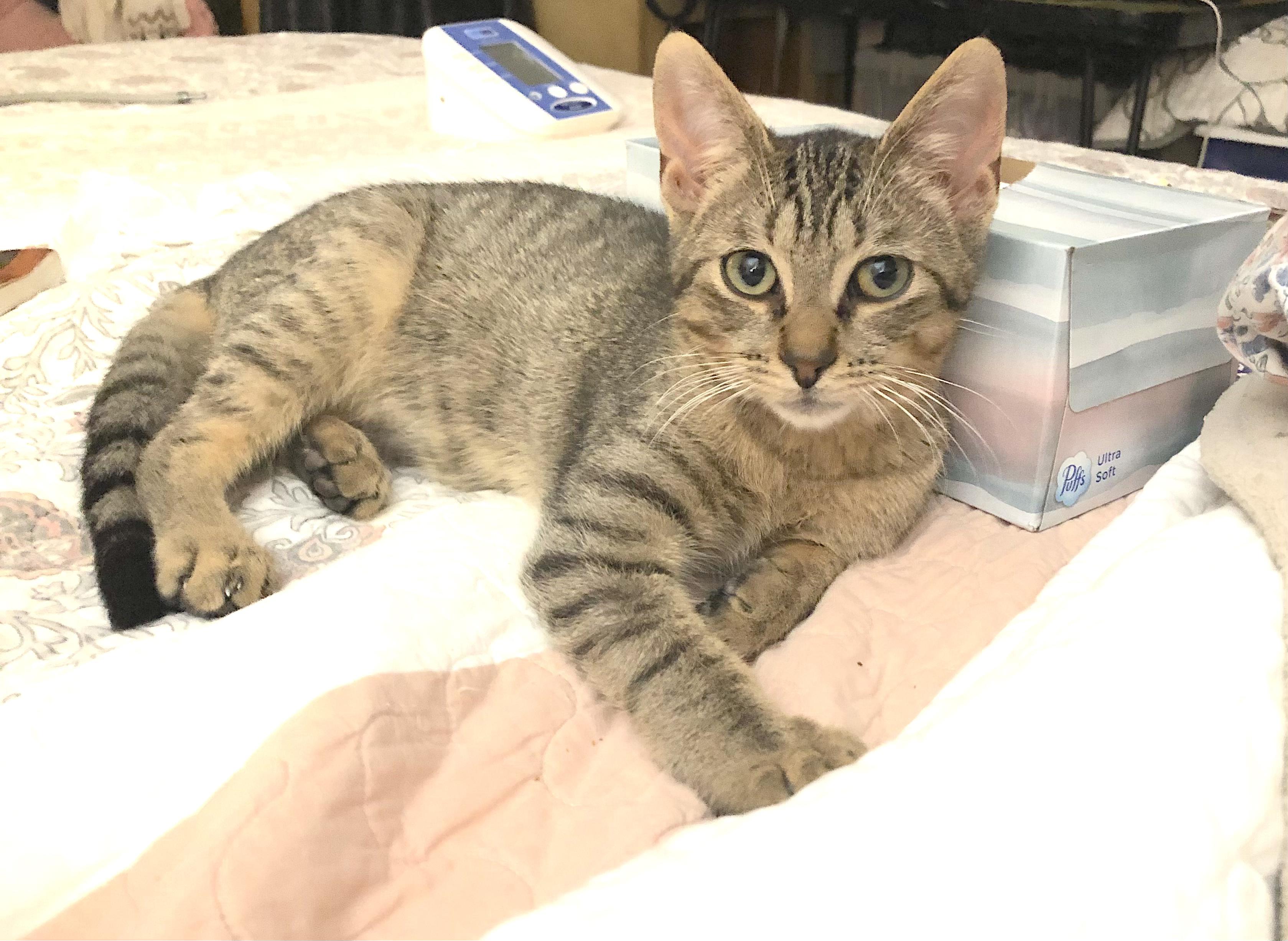 Pepper, a ADOPTABLE American Shorthair in Shelbyville, TN image 2/5