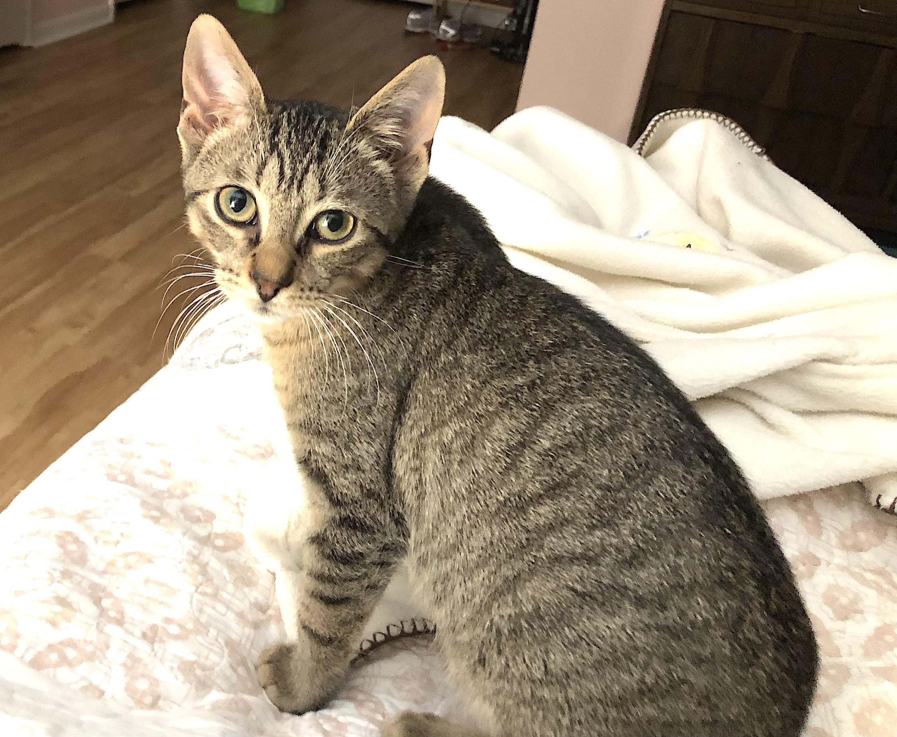 Pepper, a ADOPTABLE American Shorthair in Shelbyville, TN image 4/5