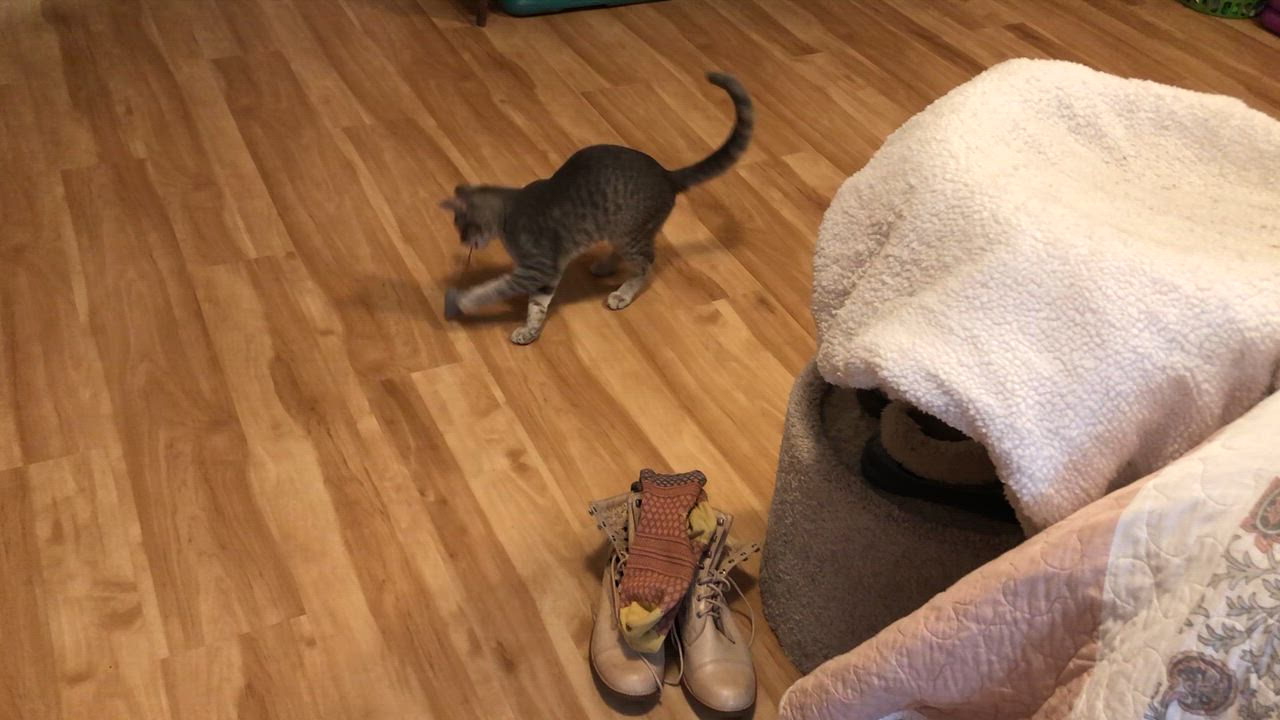 Enlarge Pepper, a ADOPTABLE American Shorthair in Shelbyville, TN video 3/5