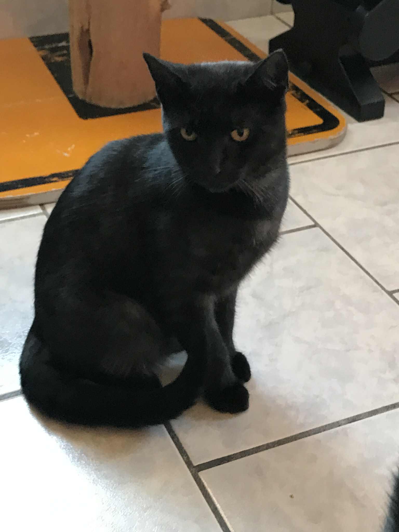 Enlarge Ronnie, a Adoptable Domestic Short Hair in Arthurette, NB image 1/2