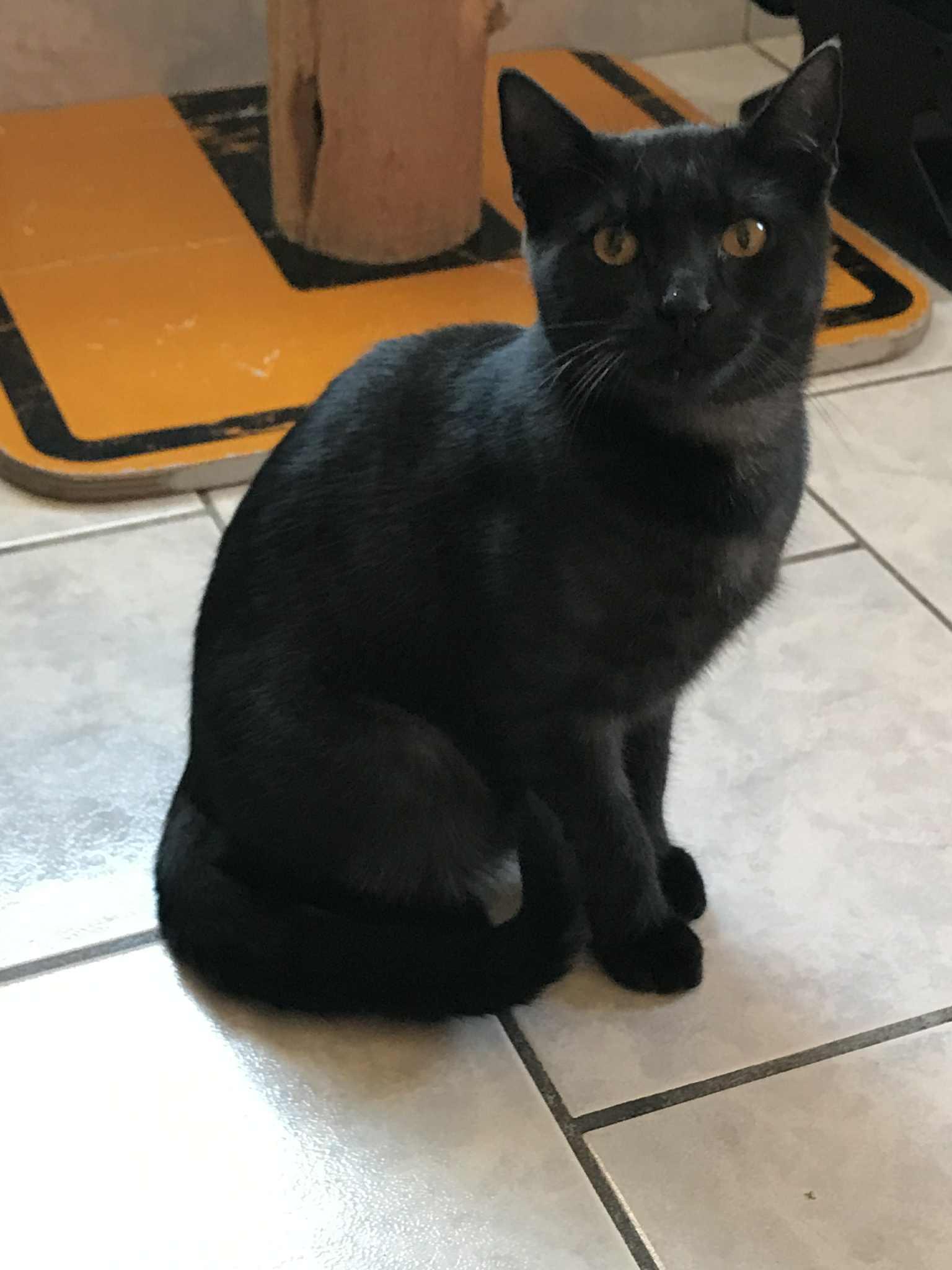 Enlarge Ronnie, a Adoptable Domestic Short Hair in Arthurette, NB image 2/2