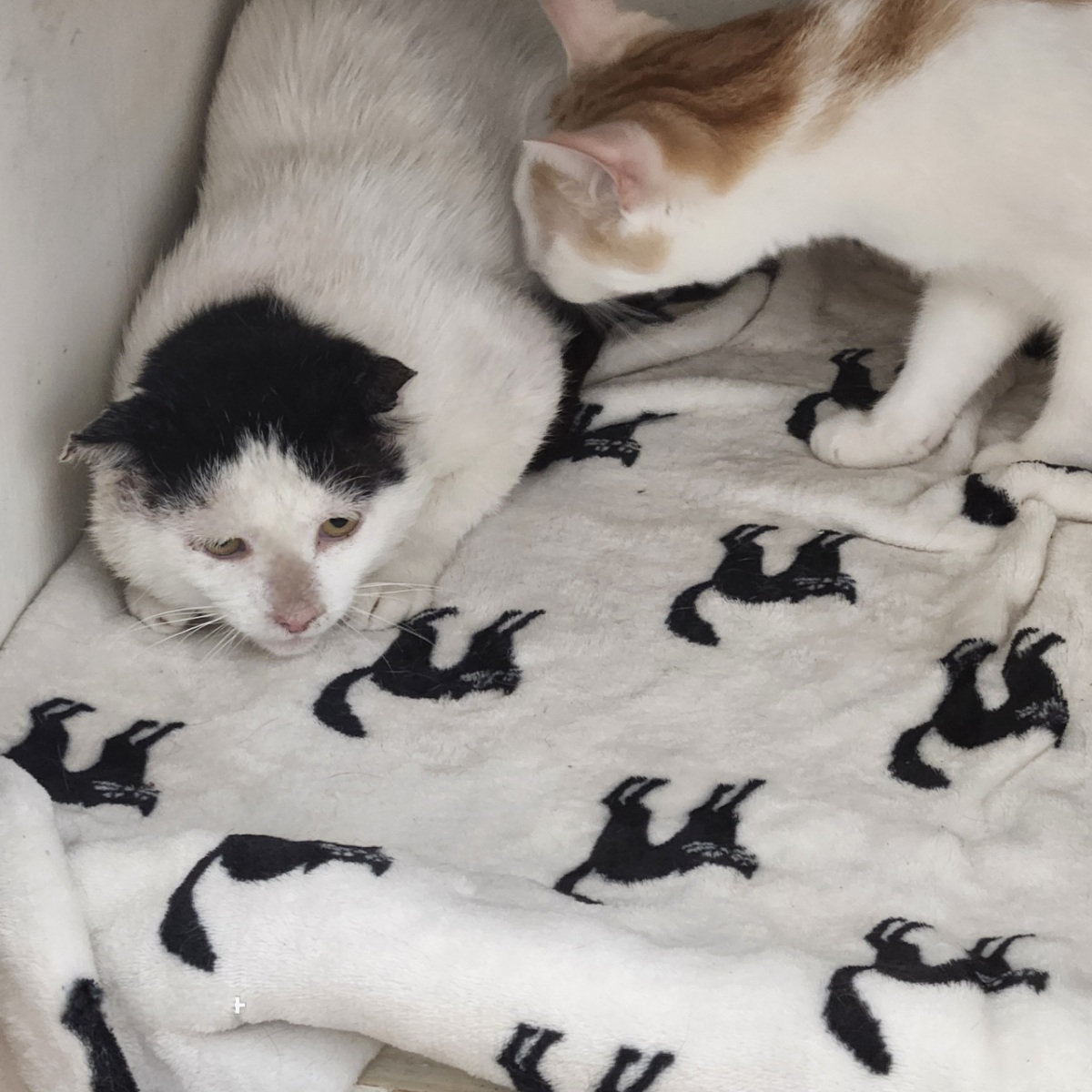 Enlarge Snoopy, a Adopted Domestic Short Hair in BEVERLY HILLS, CA image 2/3