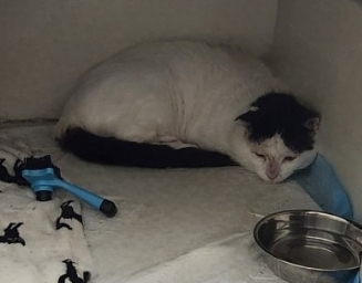 Enlarge Snoopy, a Adopted Domestic Short Hair in BEVERLY HILLS, CA image 3/3