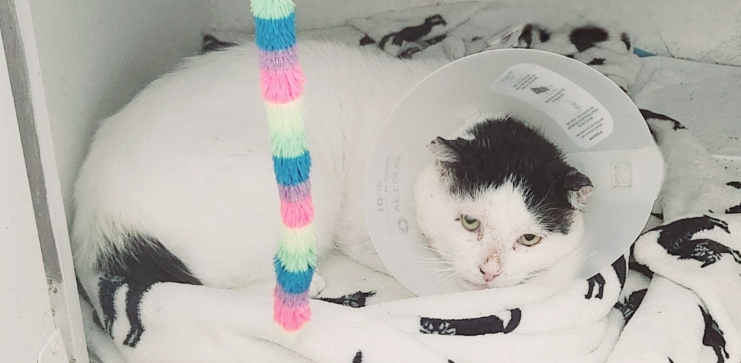 Enlarge Snoopy, a Adopted Domestic Short Hair in BEVERLY HILLS, CA image 1/3