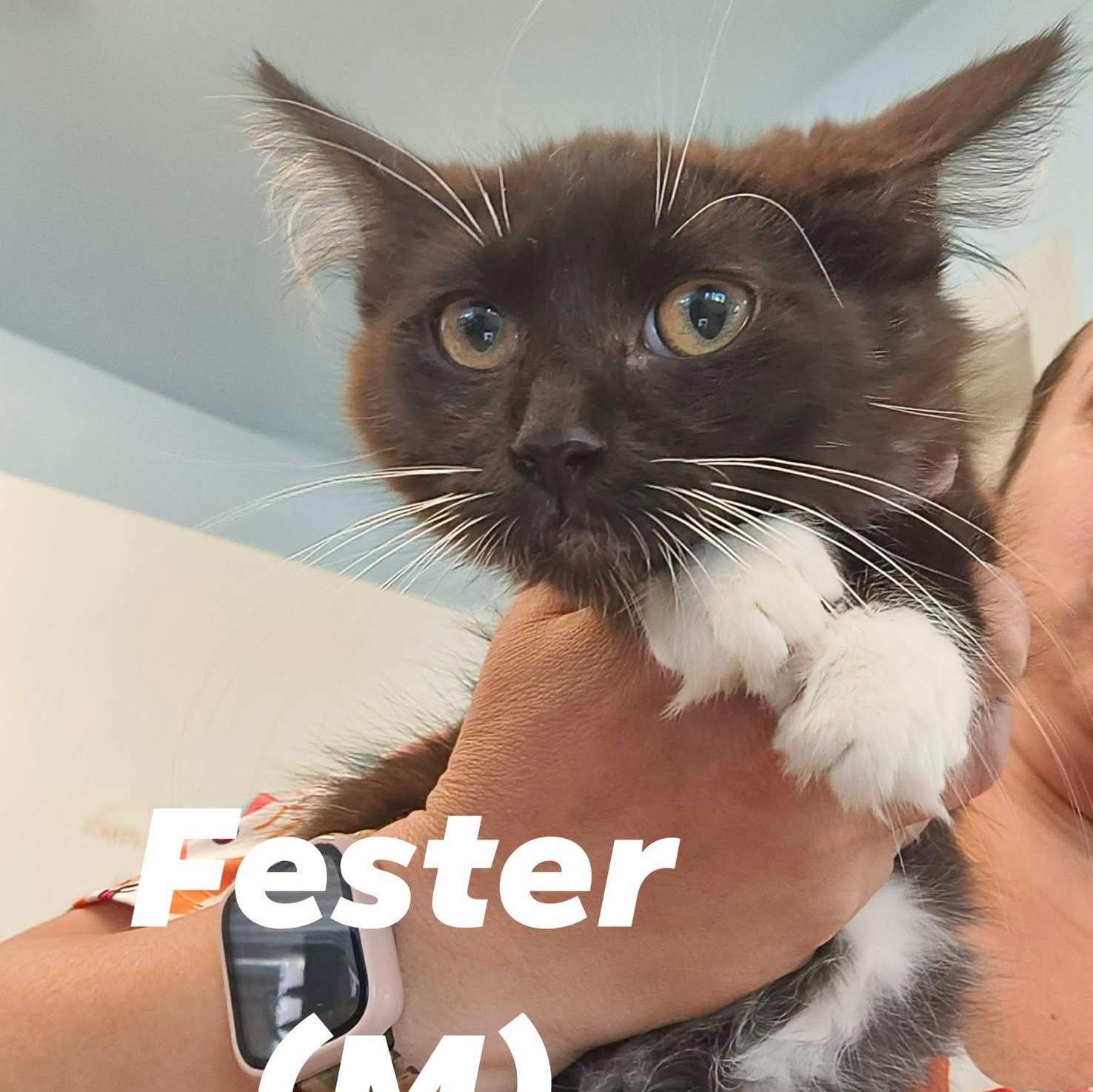 "Addams Family" Boy Kittens, a ADOPTABLE mixed breed in Weaverville, CA image 1/2
