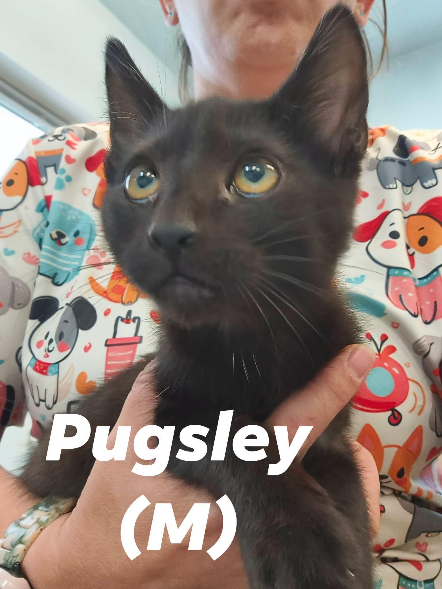 "Addams Family" Boy Kittens, a ADOPTABLE mixed breed in Weaverville, CA image 2/2