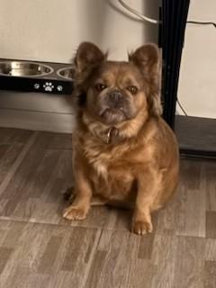 Nancy, Adoptable, Adult Female French Bulldog.