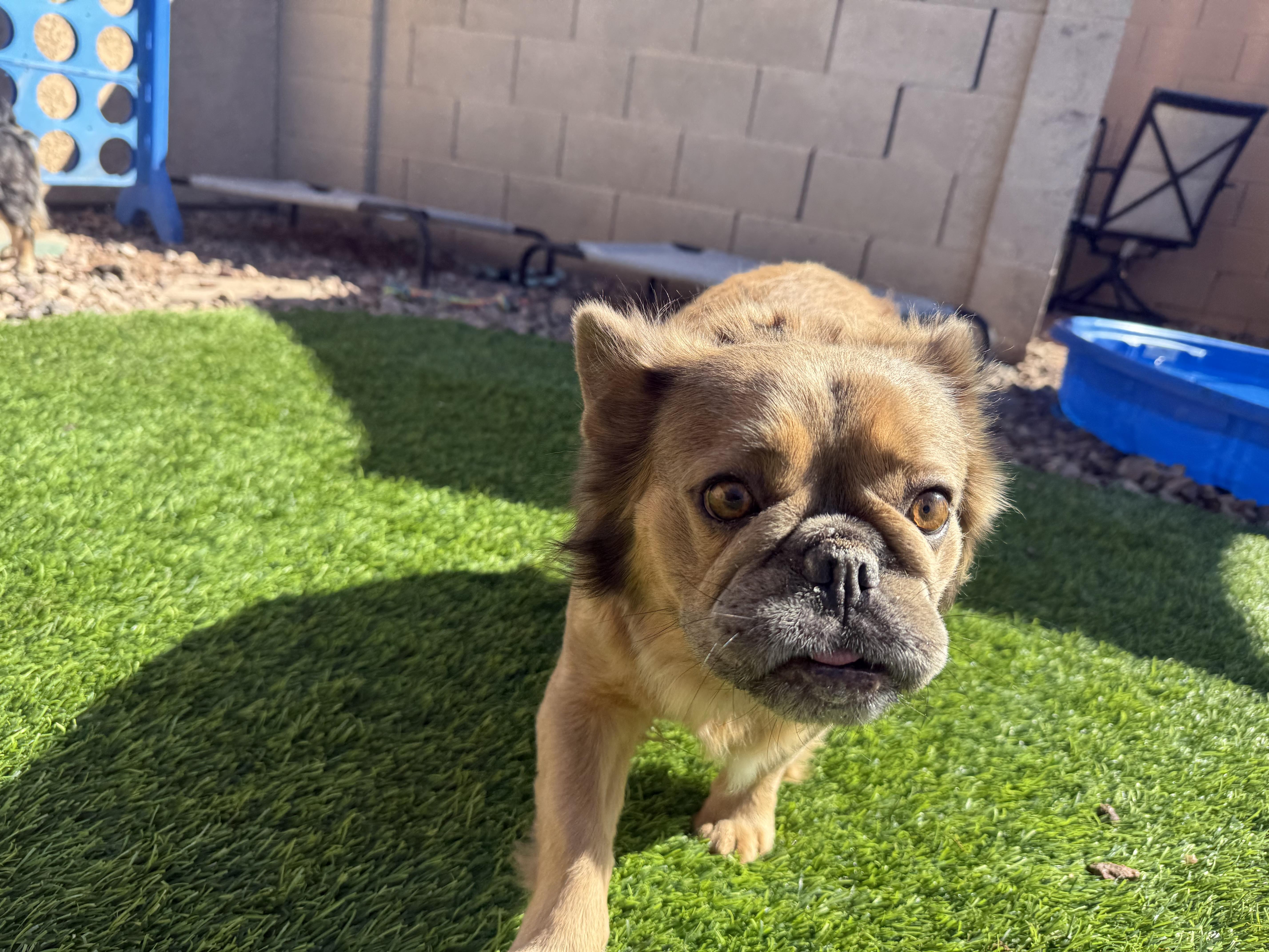 Enlarge Nancy, a Adoptable French Bulldog in Mesa, AZ image 2/6