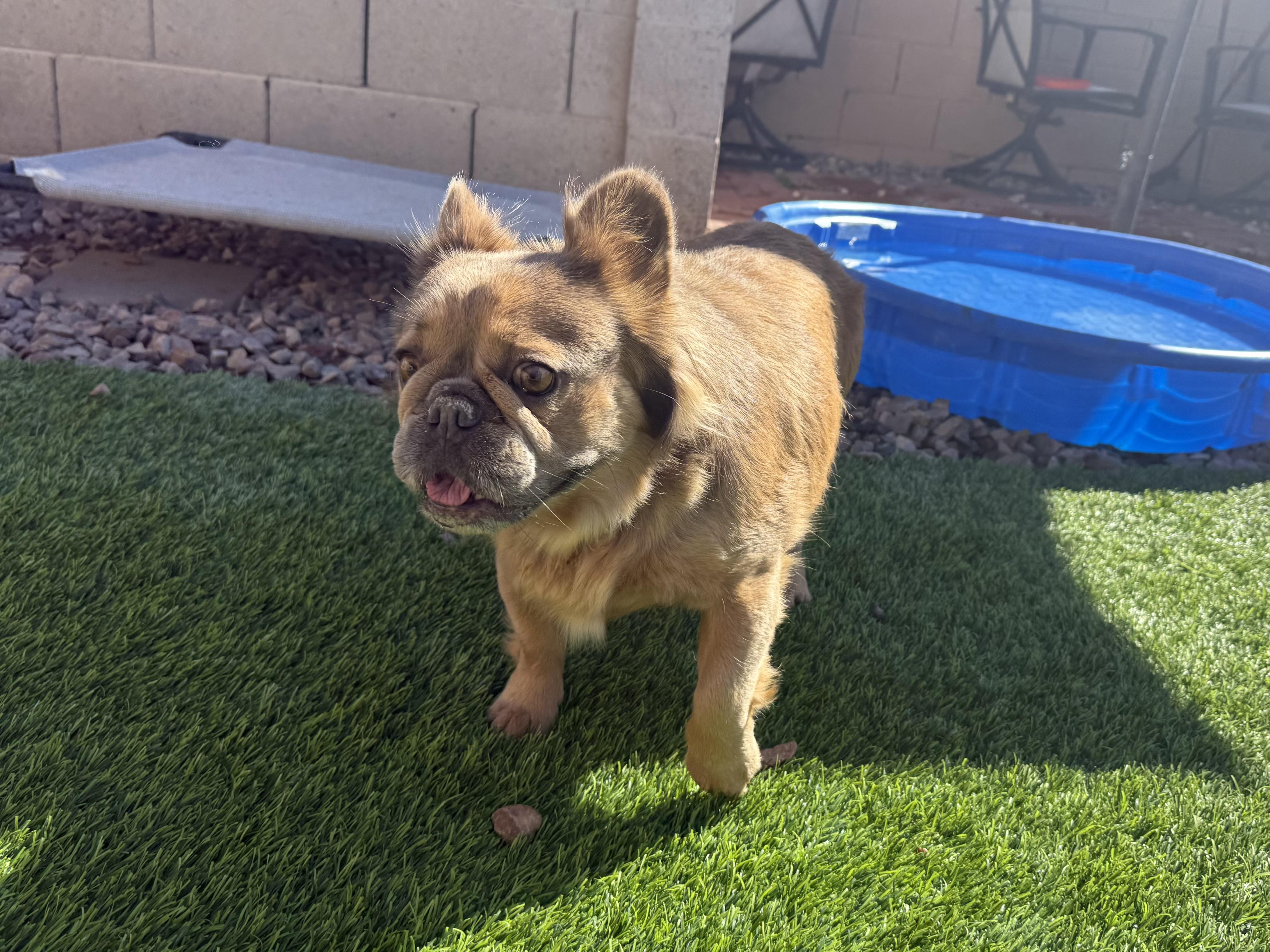 Enlarge Nancy, a Adoptable French Bulldog in Mesa, AZ image 4/6
