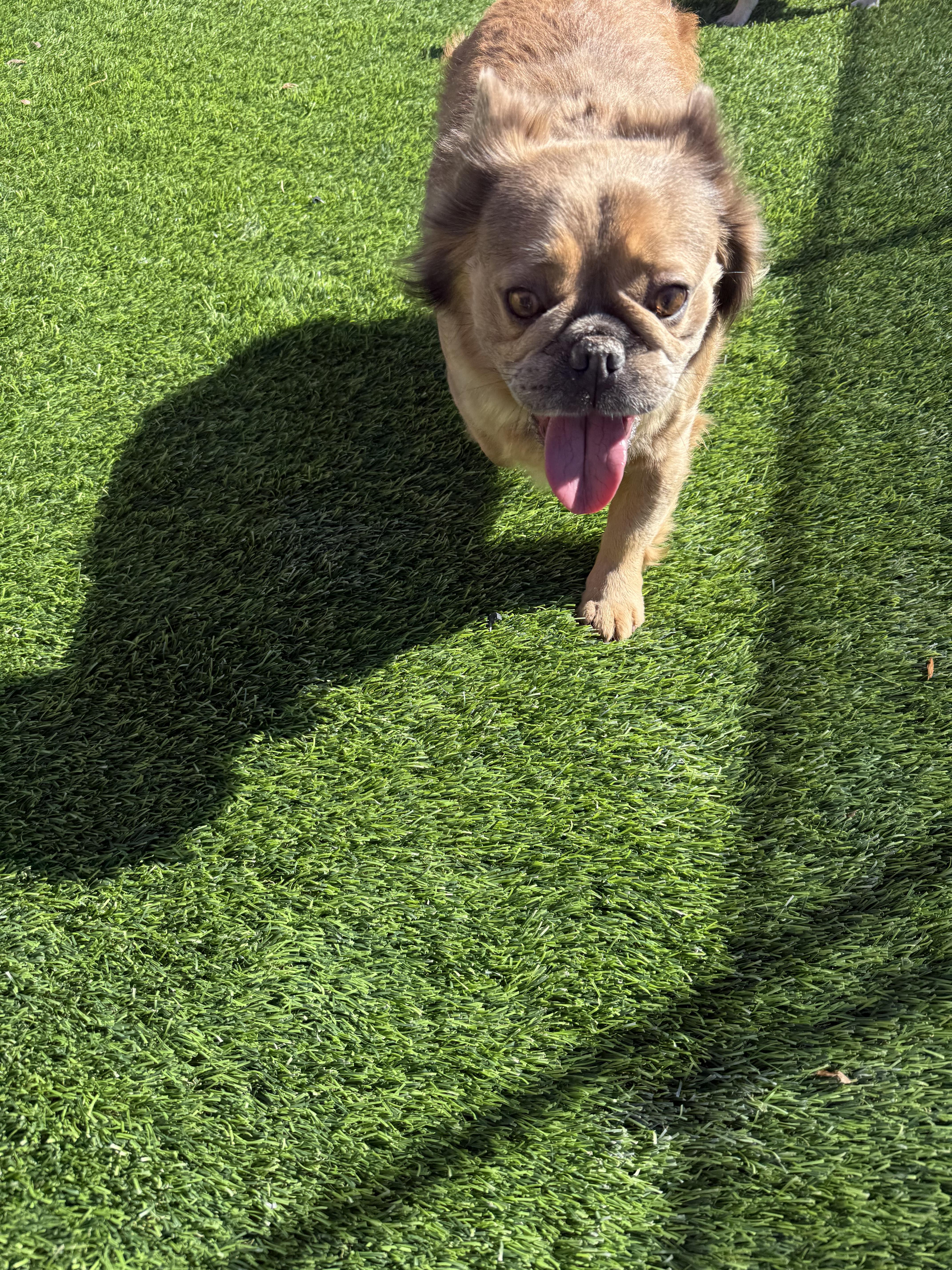 Enlarge Nancy, a Adoptable French Bulldog in Mesa, AZ image 5/6