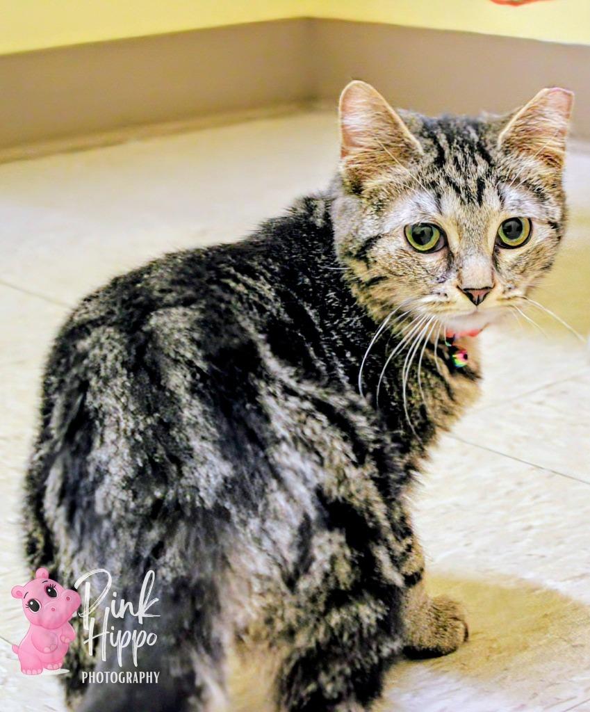 Mabel Pines, Adoptable, Kitten Female Domestic Short Hair.
