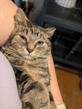 Mabel Pines, Adoptable, Kitten Female Domestic Short Hair.