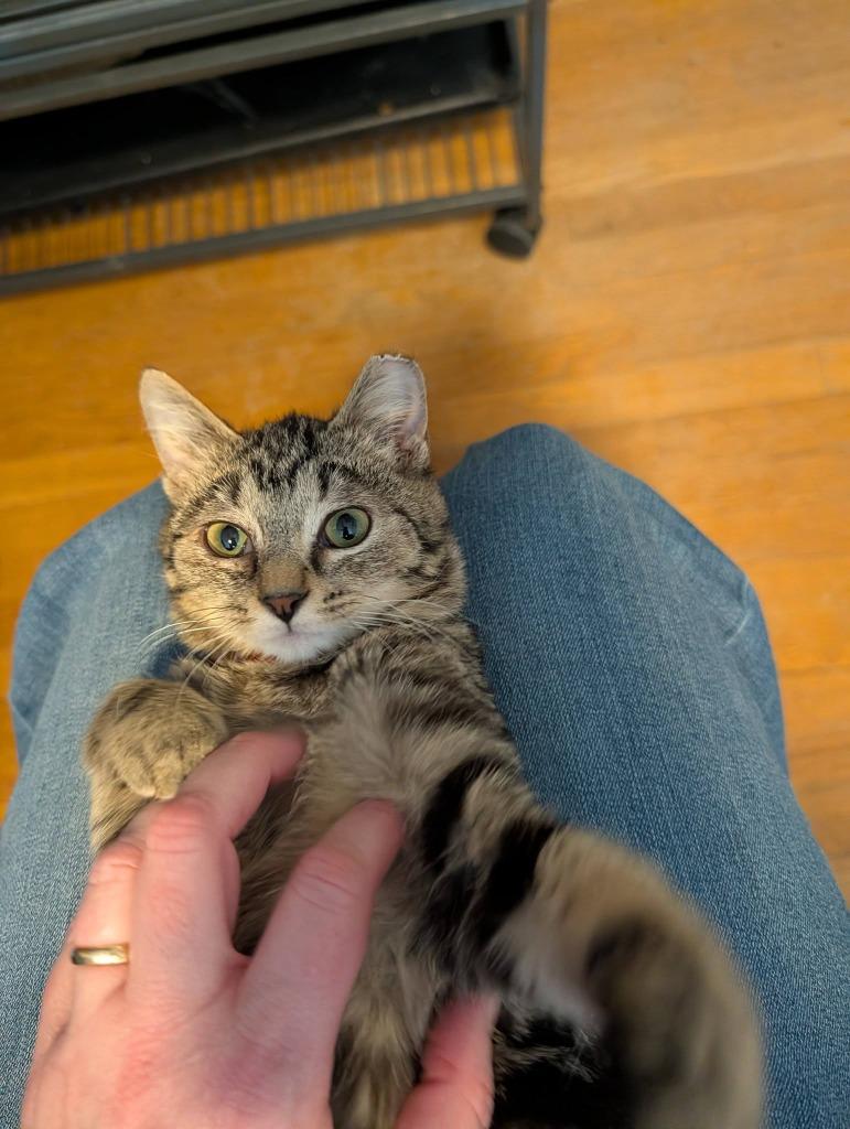 Mabel Pines, Adoptable, Kitten Female Domestic Short Hair.