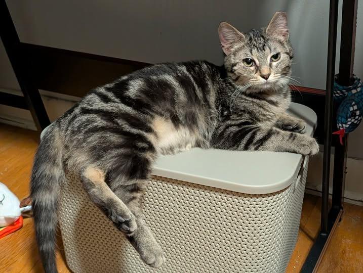 Enlarge Mabel Pines, a Adoptable mixed breed in Kettering, OH image 3/5