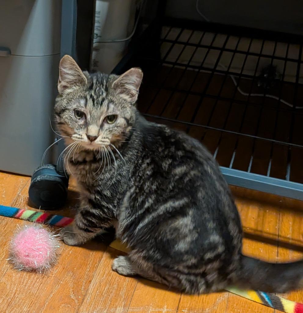 Enlarge Mabel Pines, a Adoptable mixed breed in Kettering, OH image 4/5