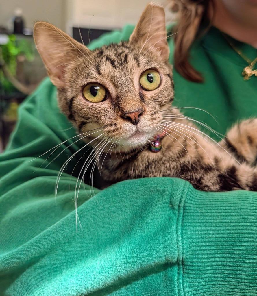 Enlarge Mabel Pines, a Adoptable mixed breed in Kettering, OH image 4/4