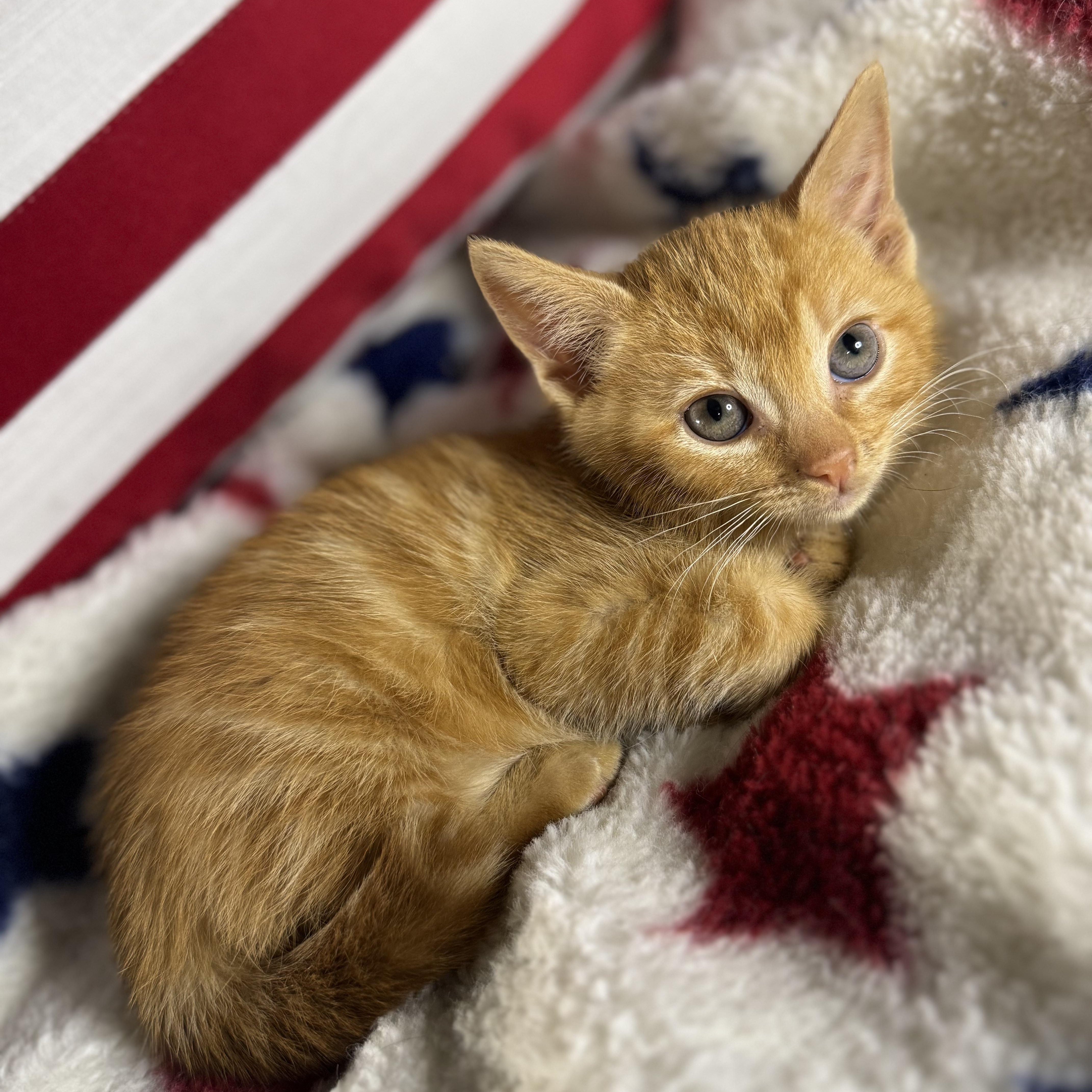 Stubbs, ADOPTABLE, Kitten Male Domestic Short Hair.