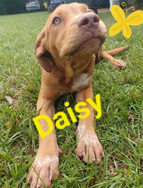 Enlarge Daisy (CL 2023), a Adoptable mixed breed in Mobile, AL image 1/1