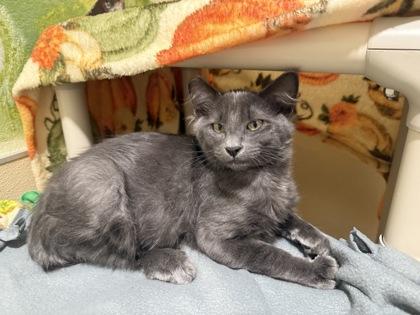Enlarge Luca, a Adoptable mixed breed in Pleasanton, CA image 1/3