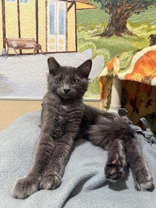 Enlarge Luca, a Adoptable mixed breed in Pleasanton, CA image 2/3