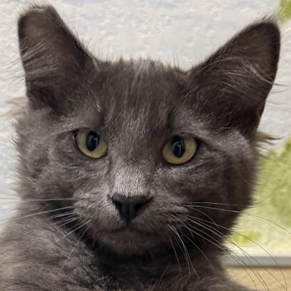 Enlarge Luca, a Adoptable mixed breed in Pleasanton, CA image 3/3