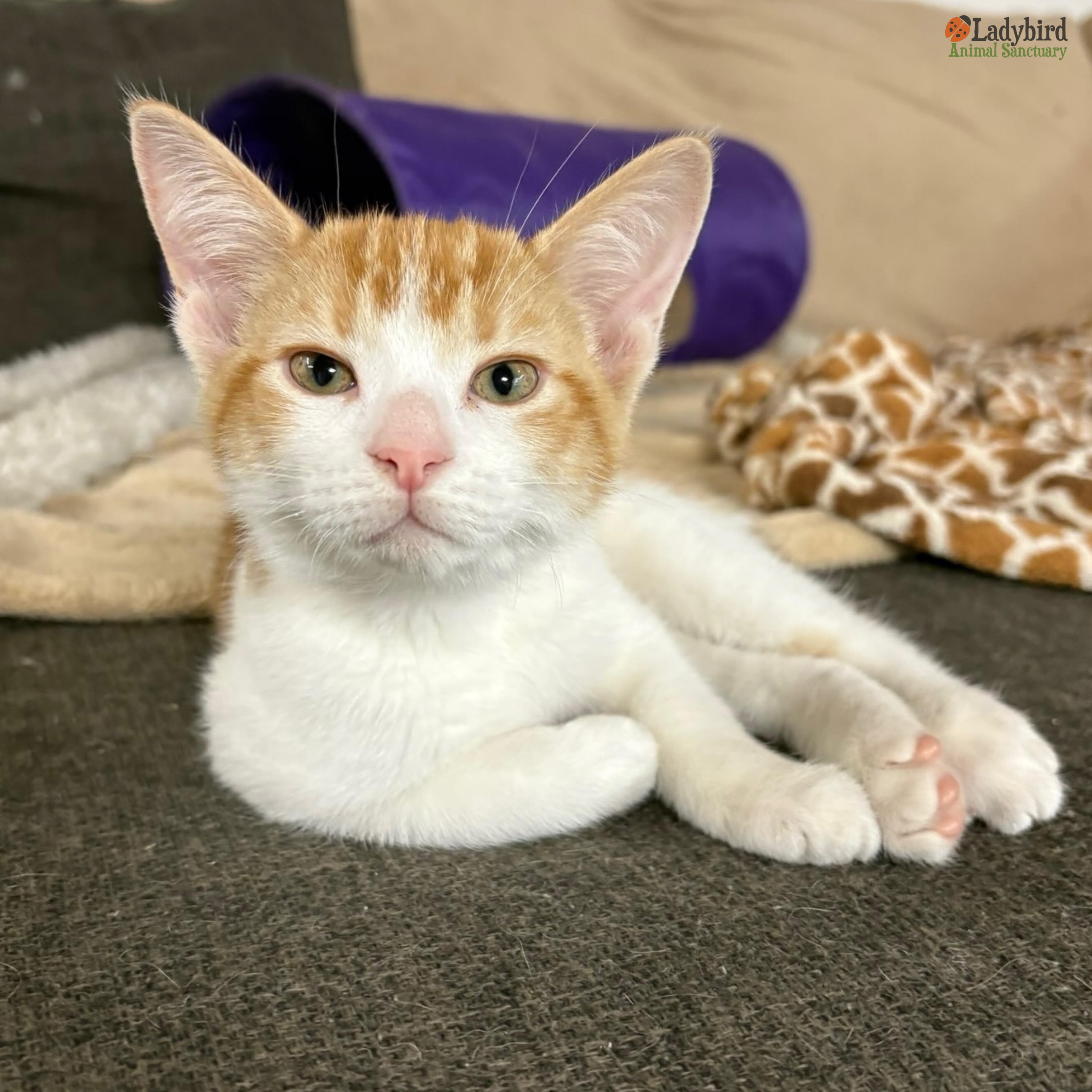 Enlarge Larry (bonded to Babs), a Adoptable Domestic Short Hair in Hamilton, ON image 2/6