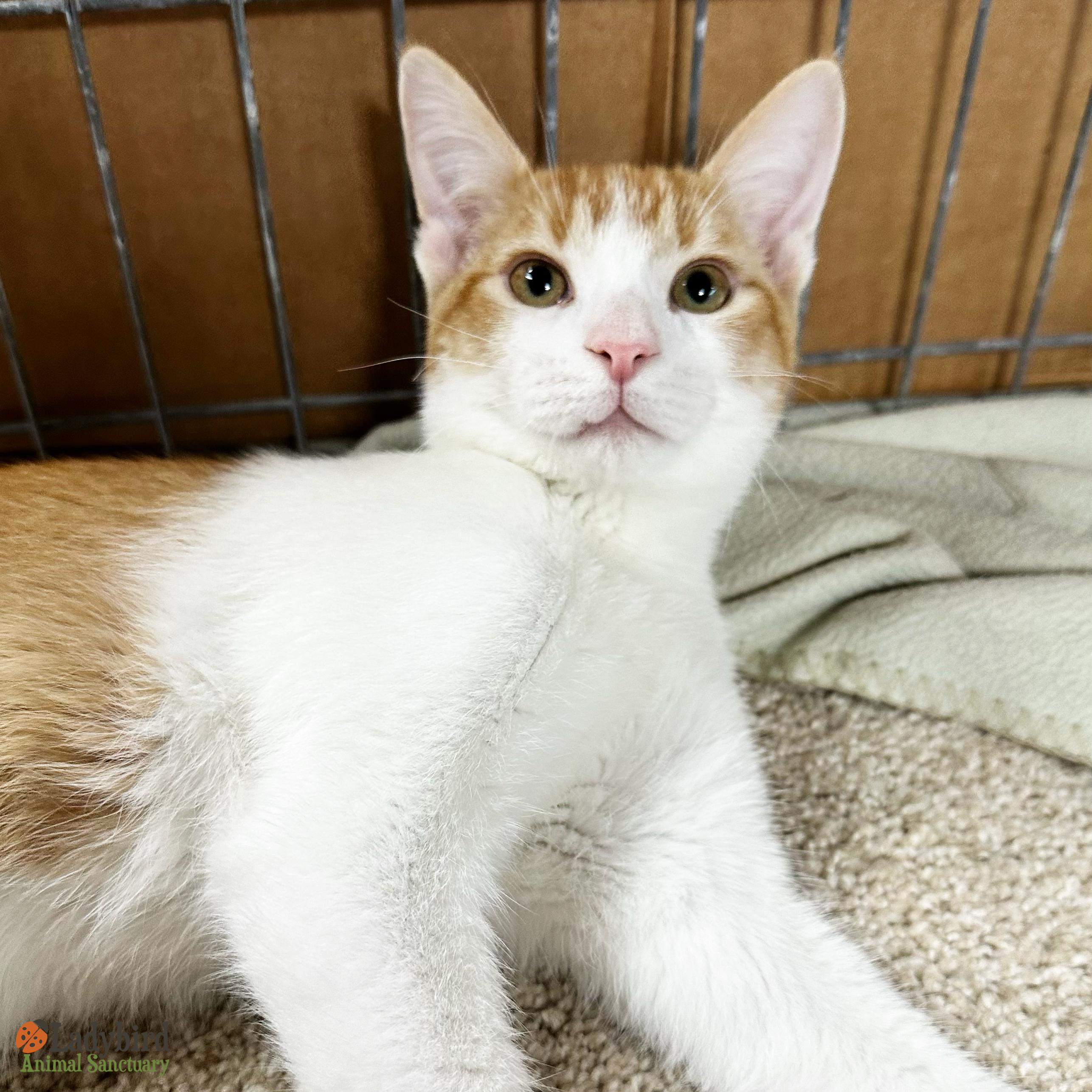 Larry (bonded to Babs), Adoptable, Young Male Domestic Short Hair.
