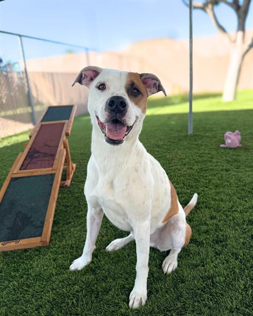 BOOGIE, Adoptable, Adult Male Pit Bull Terrier & Mixed Breed.