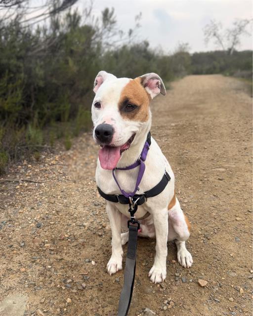 Enlarge BOOGIE, a Adoptable mixed breed in Chula Vista, CA image 1/1