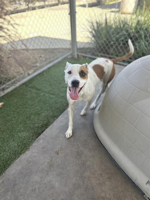 Enlarge BOOGIE, a Adoptable mixed breed in Chula Vista, CA image 1/1