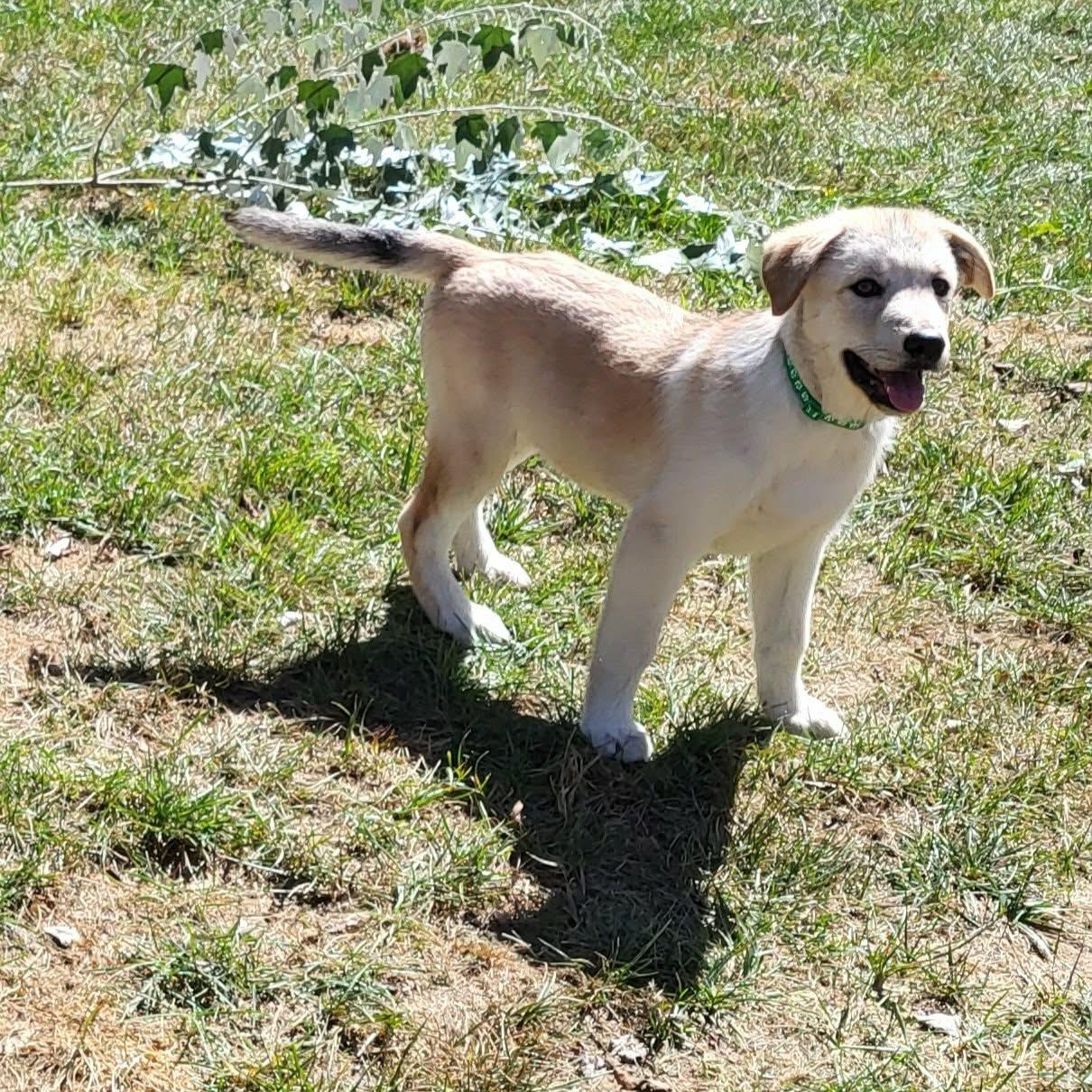 Enlarge Jupiter, a Adopted mixed breed in Woolwich, ME image 5/5
