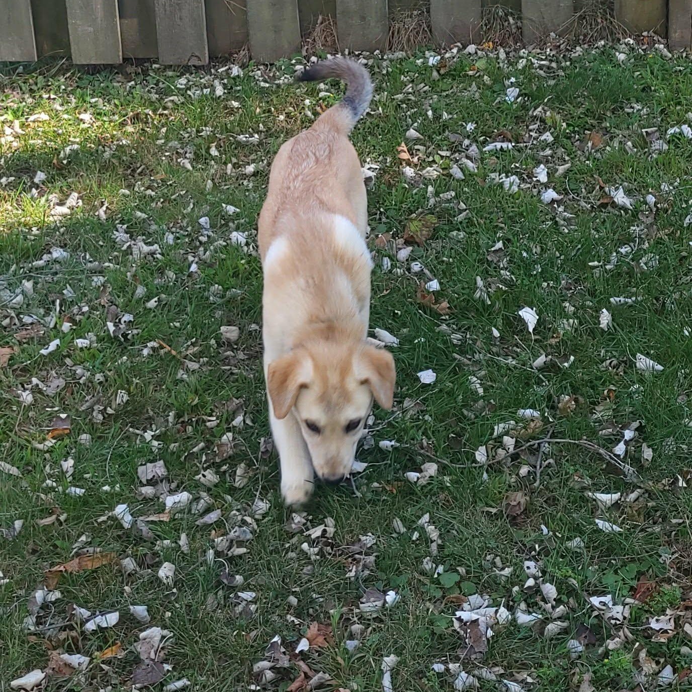 Enlarge Jupiter, a Adopted mixed breed in Woolwich, ME image 3/5