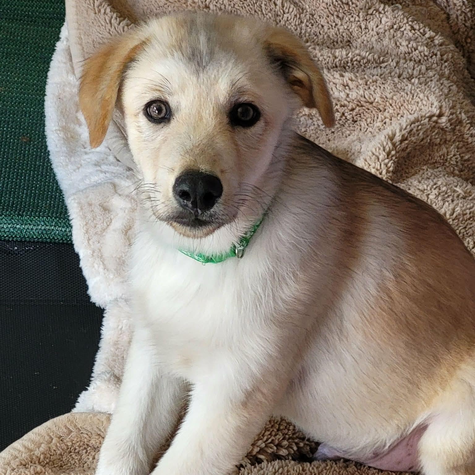 Jupiter, Adopted, Puppy Male Great Pyrenees & German Shepherd Dog.
