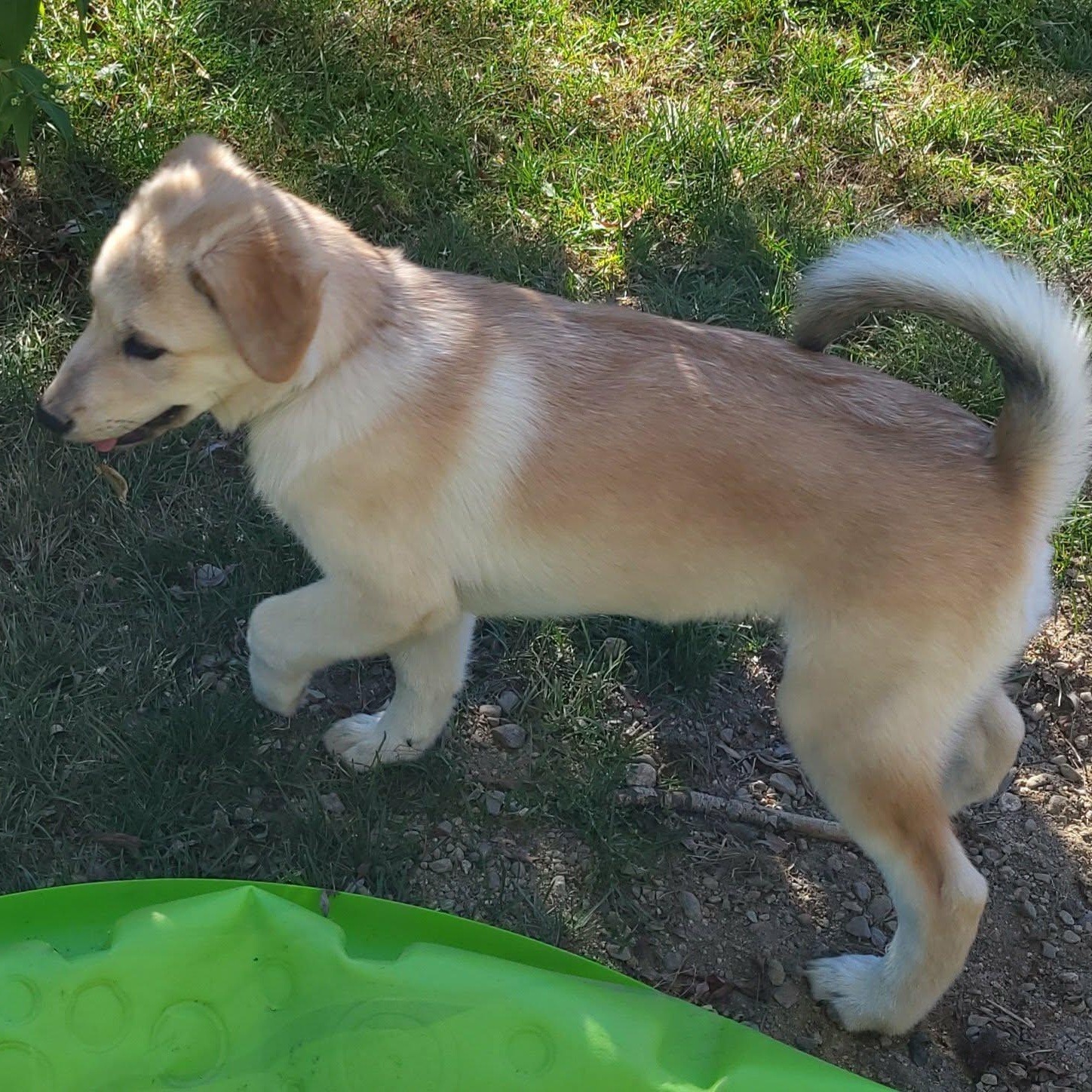 Enlarge Jupiter, a Adopted mixed breed in Woolwich, ME image 2/5
