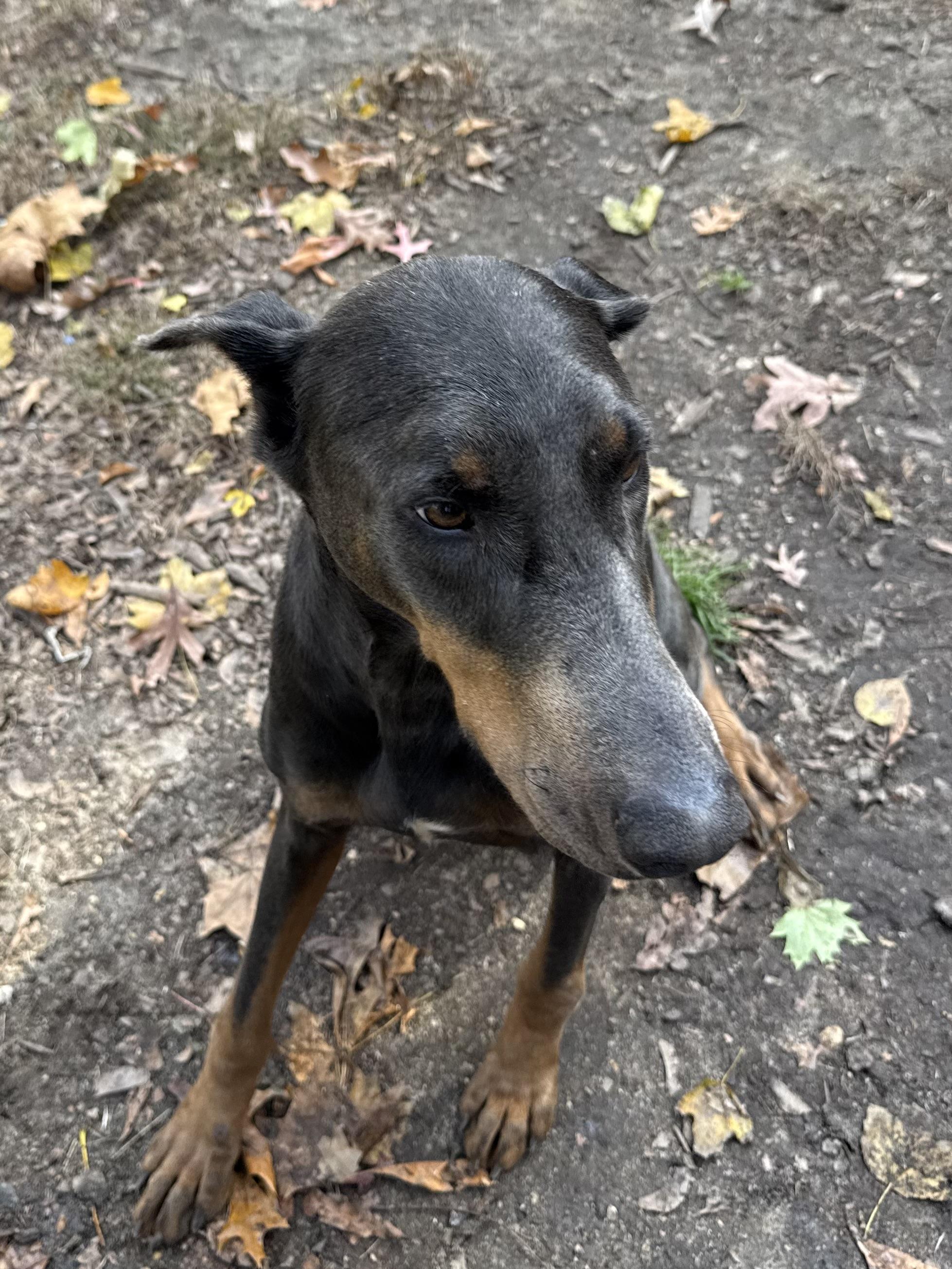 Enlarge Kahn, a ADOPTABLE Doberman Pinscher in Phoenixville, PA image 1/1