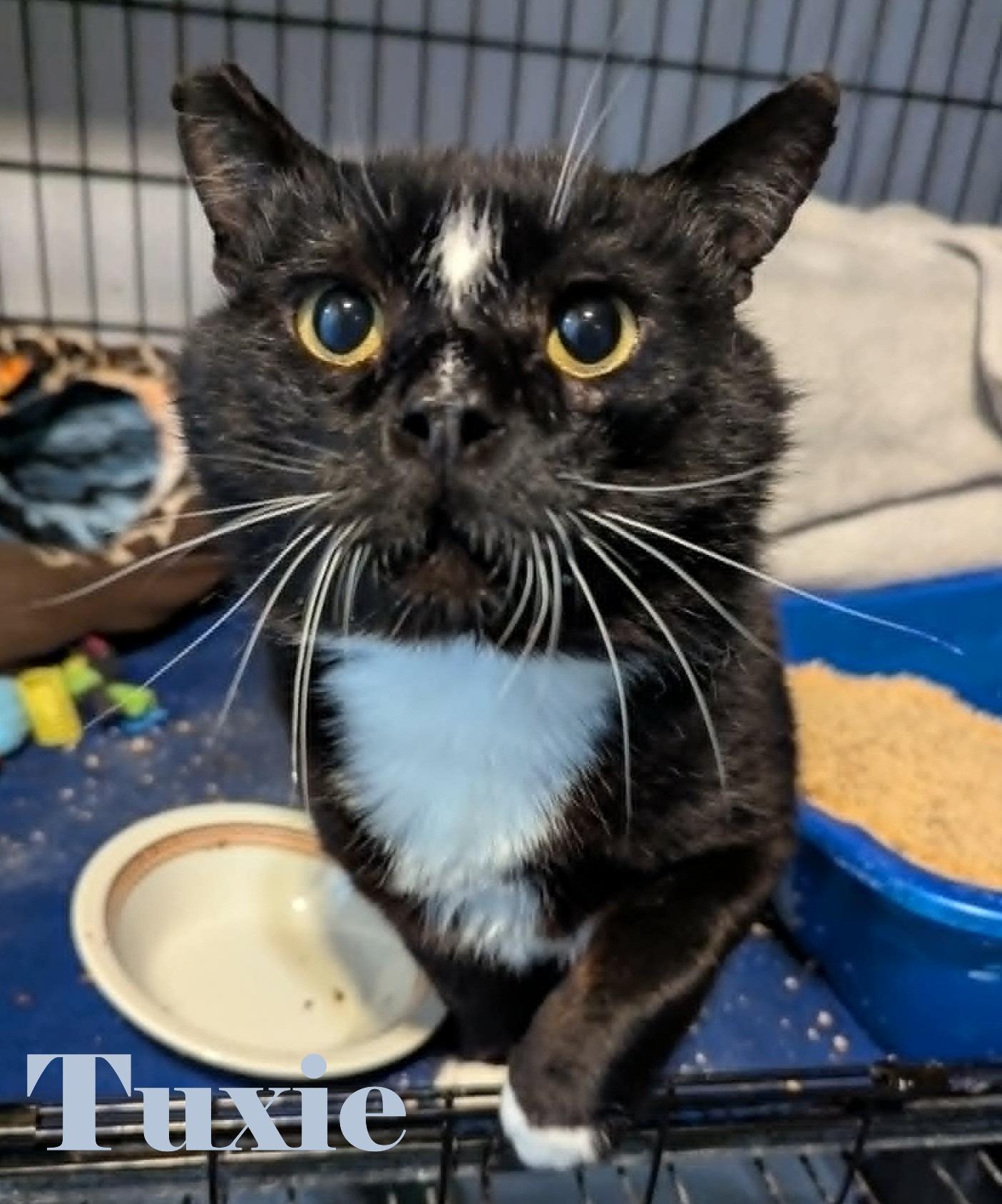 Tuxie, ADOPTABLE, Adult Male Domestic Short Hair.