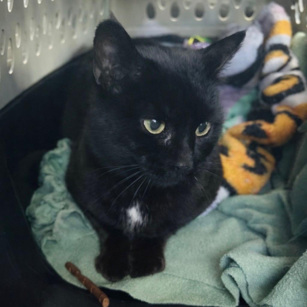Pia, ADOPTABLE, Adult Female Domestic Short Hair.