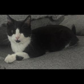 Enlarge Biscuit, a Adoptable mixed breed in Lodi, CA image 1/3