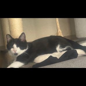 Enlarge Biscuit, a Adoptable mixed breed in Lodi, CA image 3/3