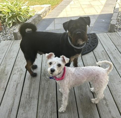 Mickell and Khloe, ADOPTABLE, Adult Male Miniature Schnauzer.