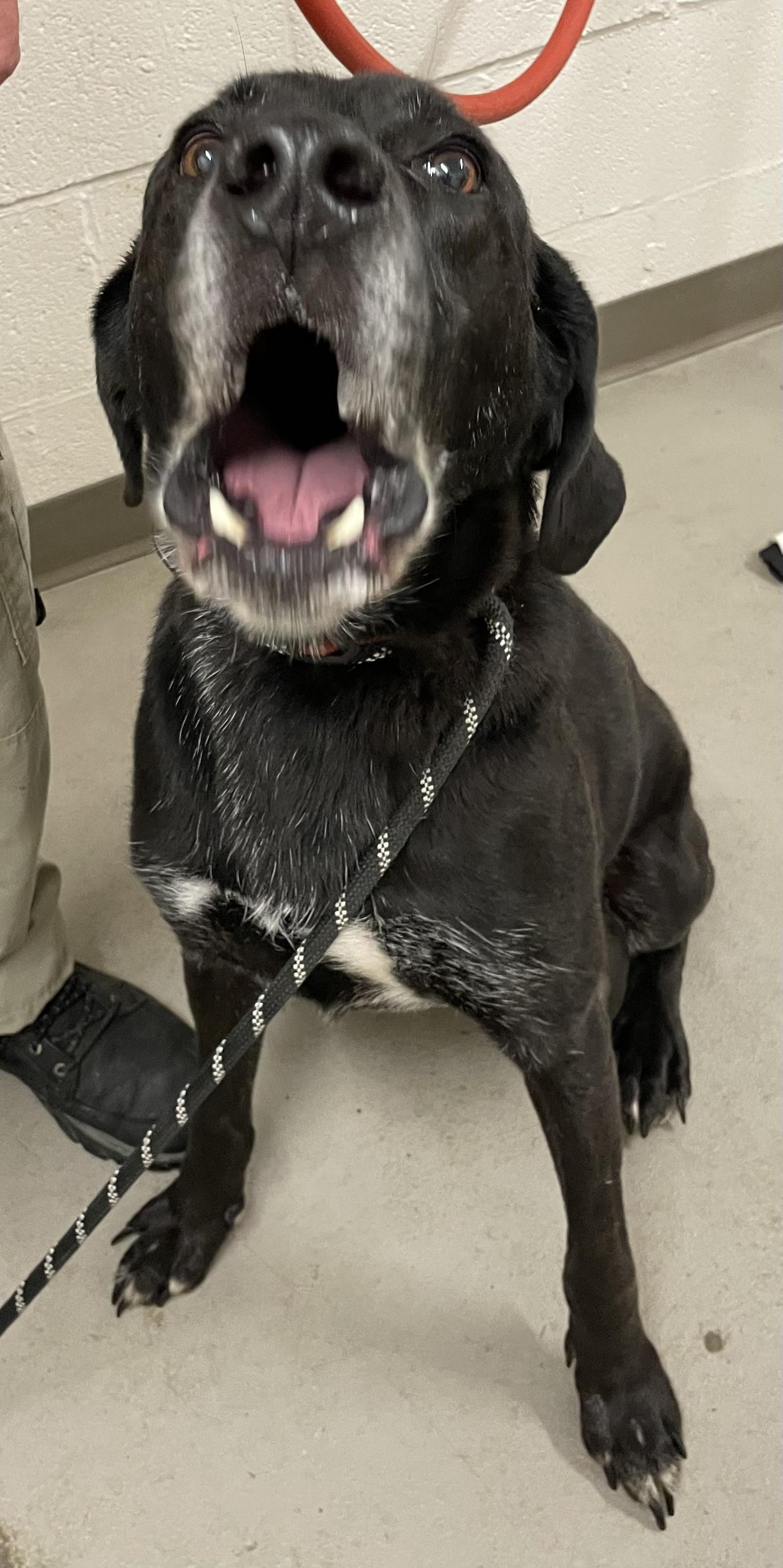 Enlarge Marcus AVAILABLE, a Adoptable mixed breed in Canton, OH image 5/6
