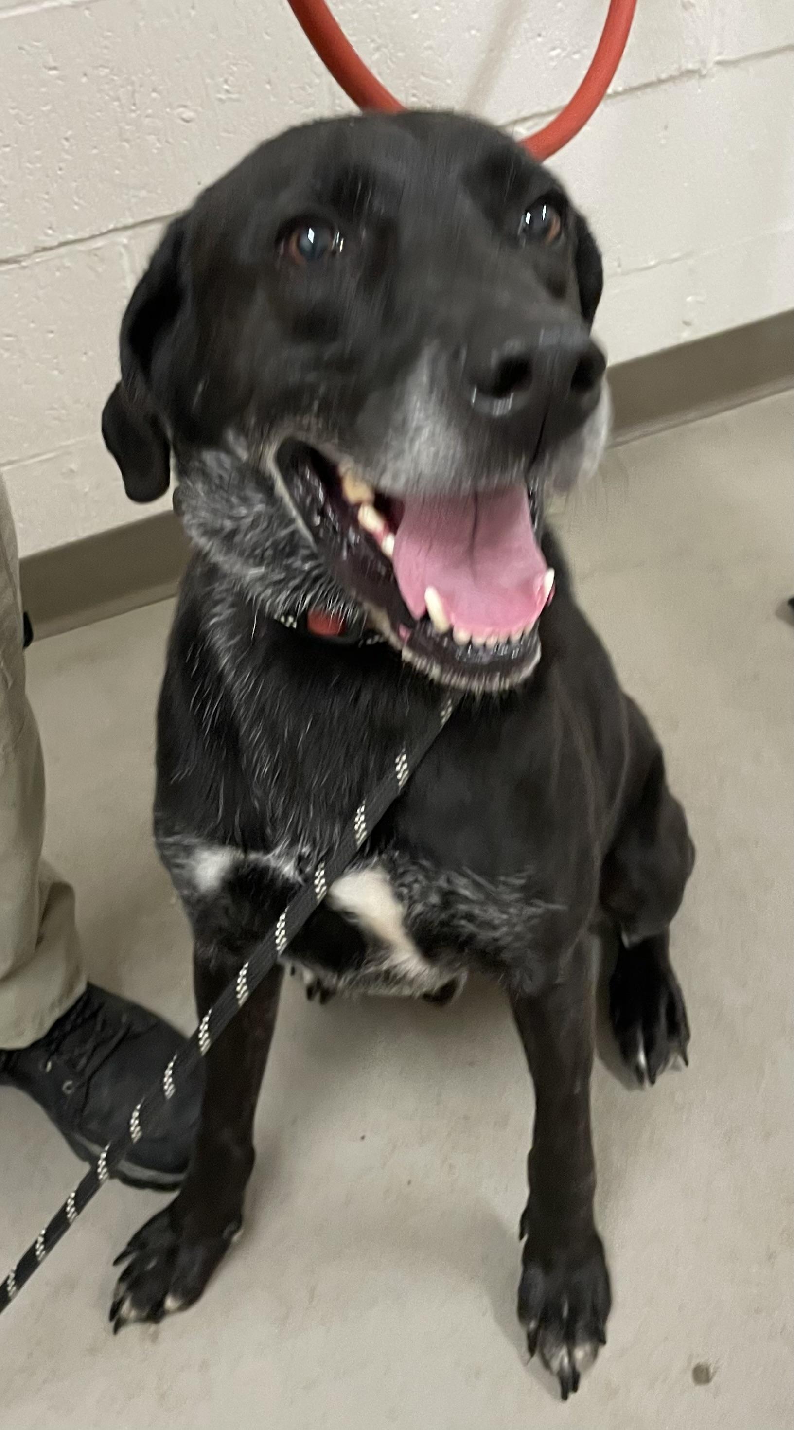Enlarge Marcus AVAILABLE, a Adoptable mixed breed in Canton, OH image 3/6