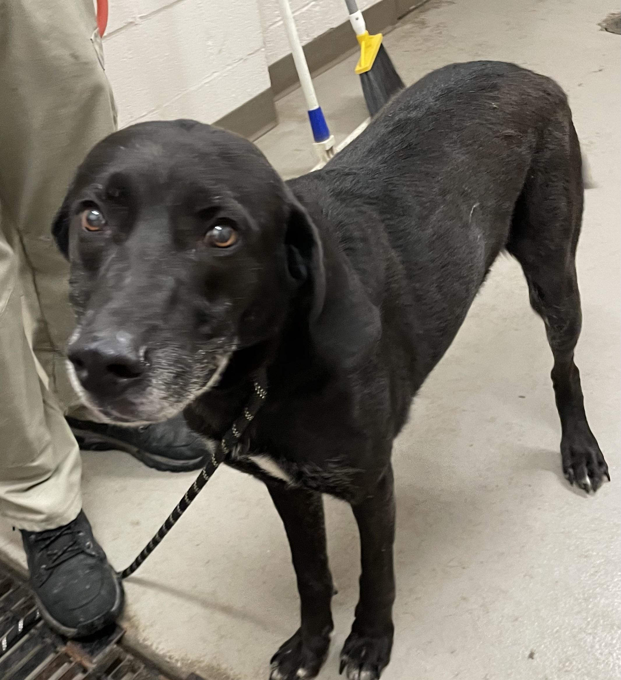 Enlarge Marcus AVAILABLE, a Adoptable mixed breed in Canton, OH image 4/6