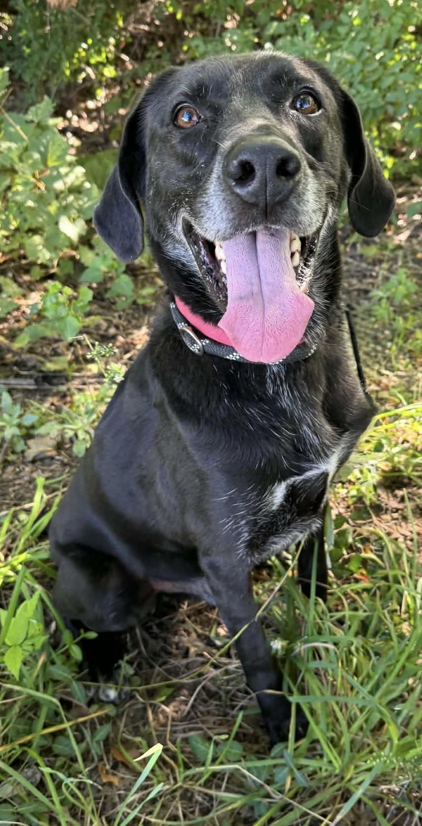Marcus AVAILABLE, Adoptable, Adult Male Labrador Retriever.