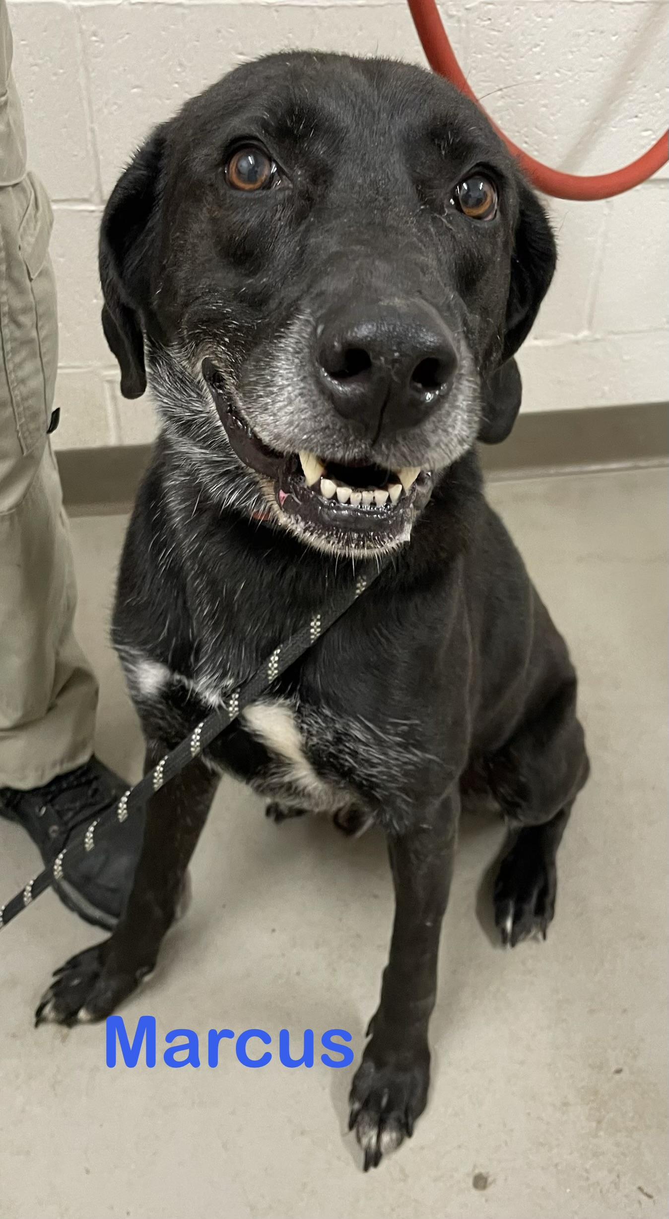 Enlarge Marcus AVAILABLE, a Adoptable mixed breed in Canton, OH image 2/6