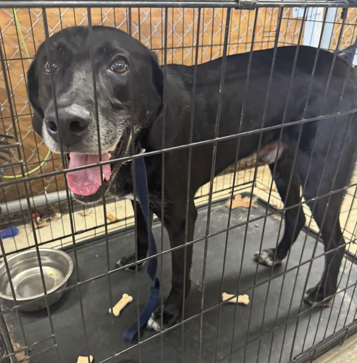 Enlarge Marcus AVAILABLE, a Adoptable mixed breed in Canton, OH image 6/6