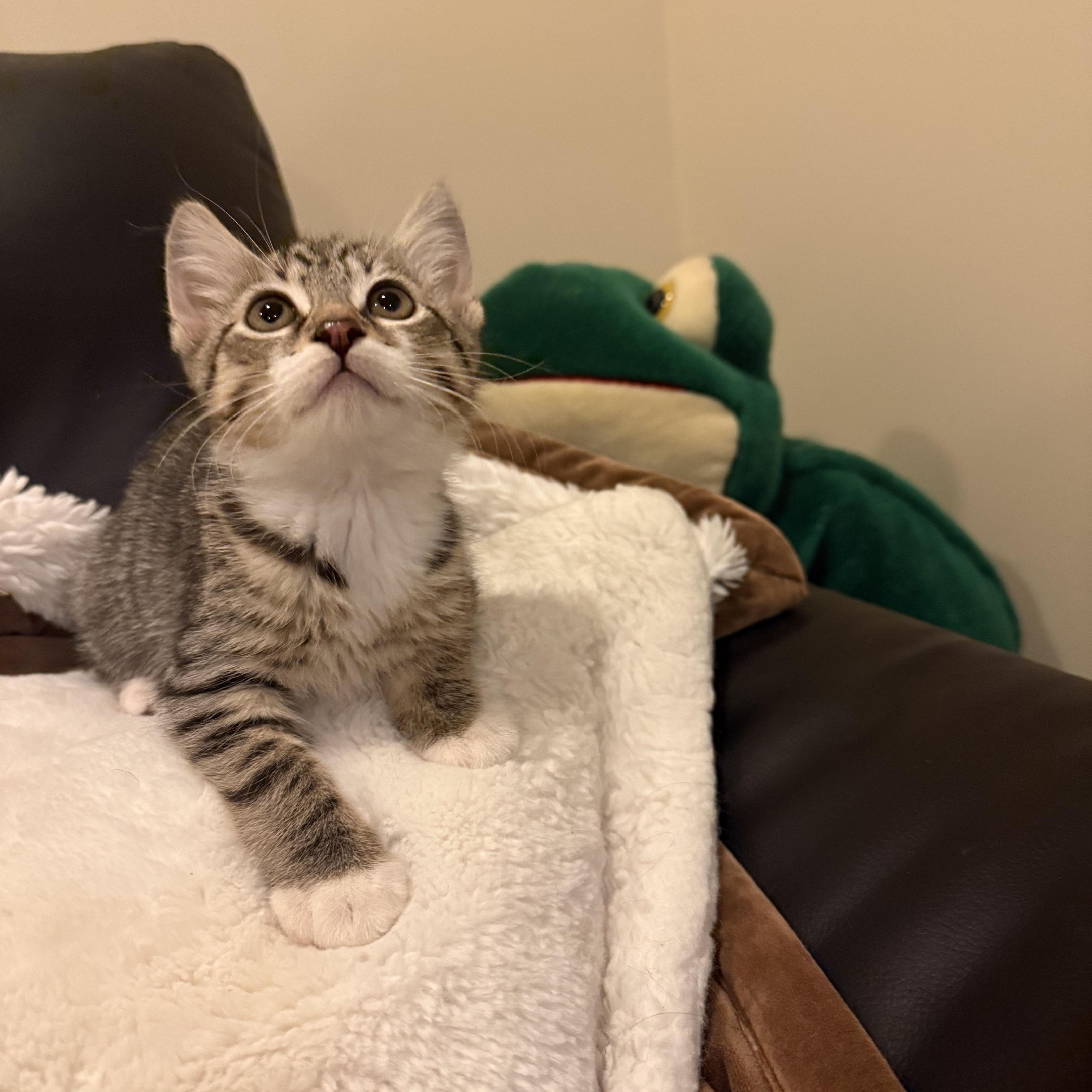 Enlarge Whirly, an adopted Domestic Short Hair in Nutley, NJ image 3/3