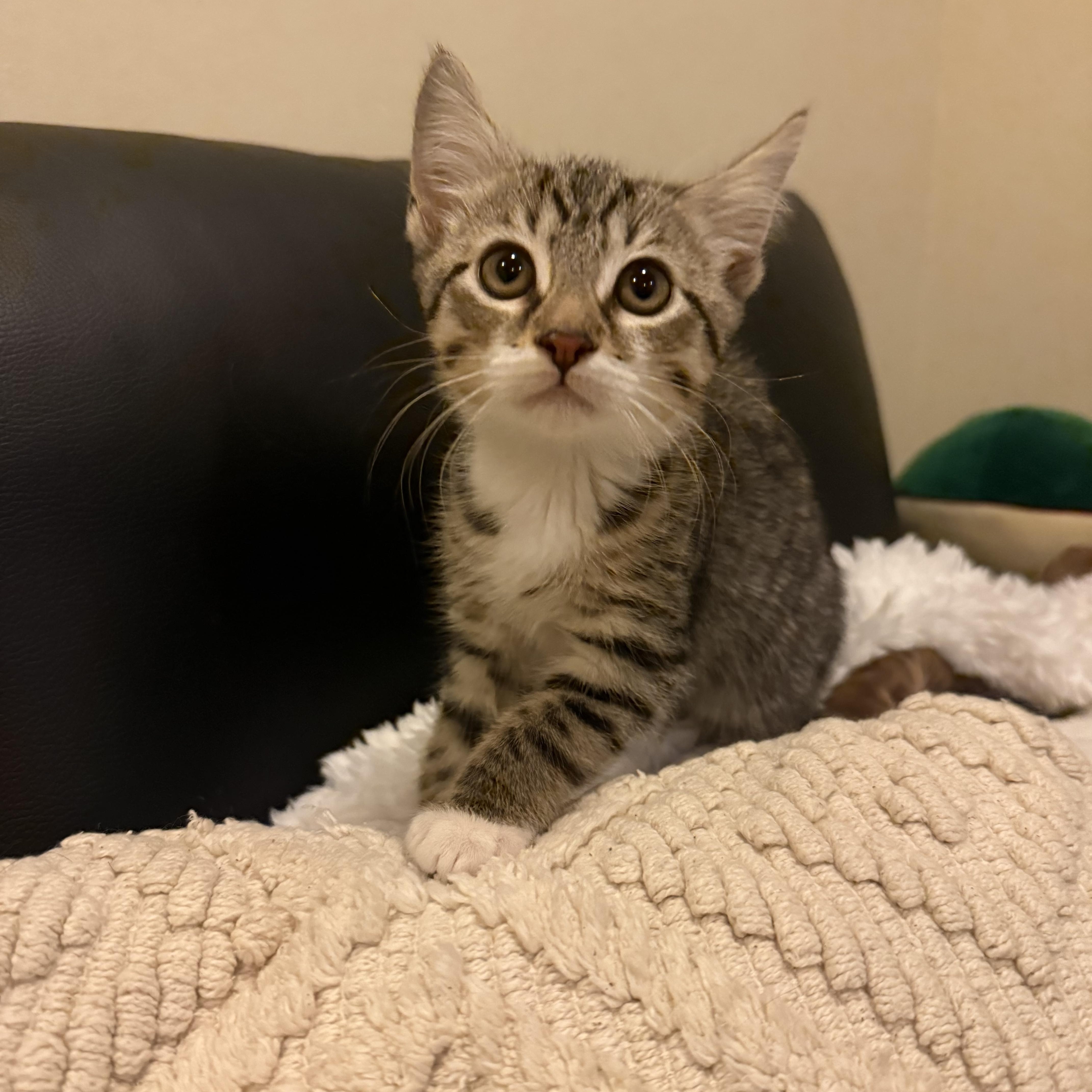 Enlarge Whirly, an adopted Domestic Short Hair in Nutley, NJ image 1/3