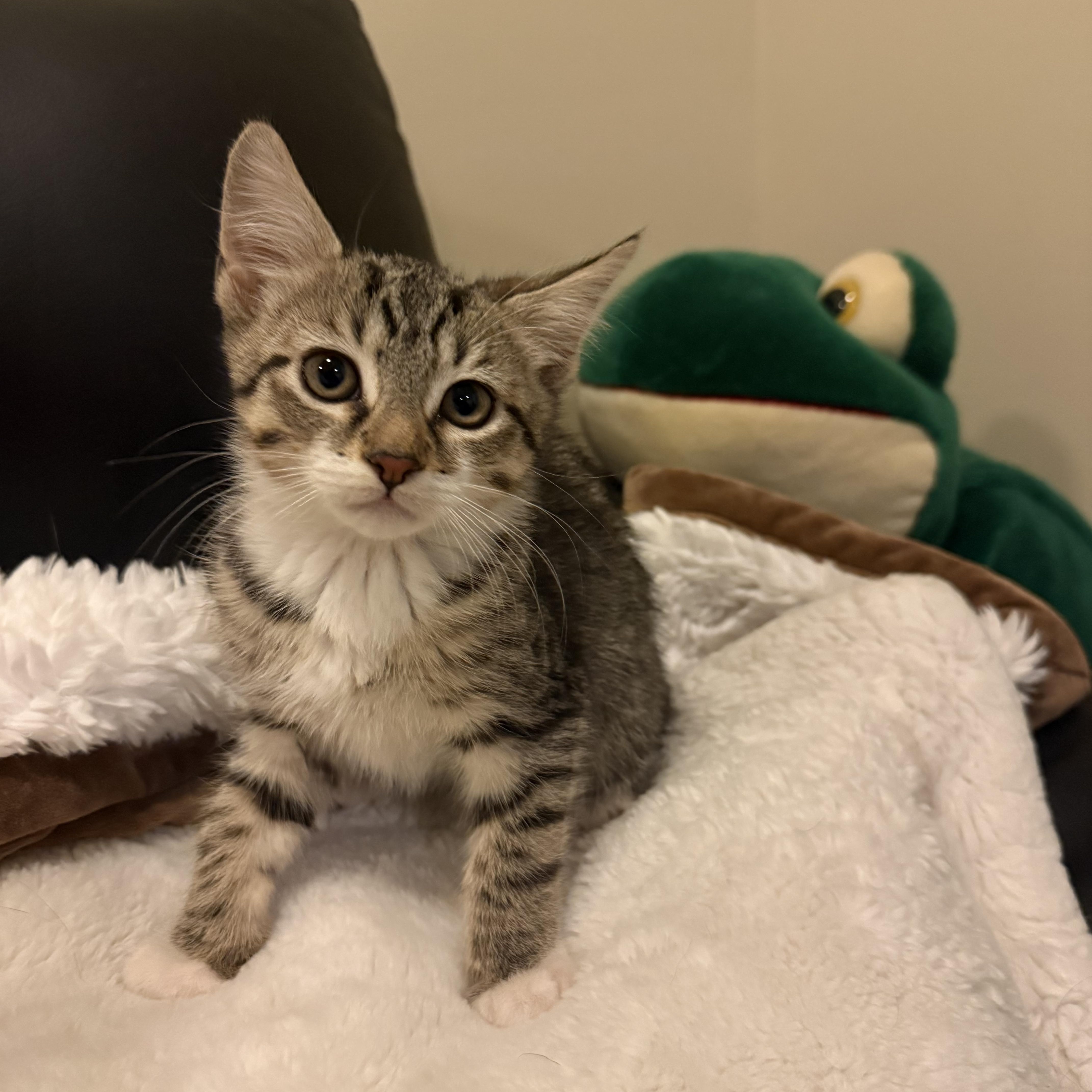 Enlarge Whirly, an adopted Domestic Short Hair in Nutley, NJ image 2/3